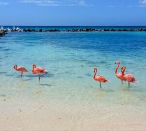 Aruba – Feriado de Noviembre 2026