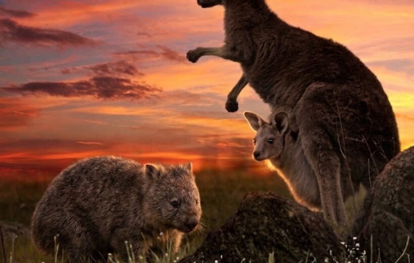 Actividad: Avistamiento de canguros y wombats en las Southern Highlands + Fitzroy Falls